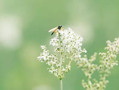 libellule posée sur une fleure